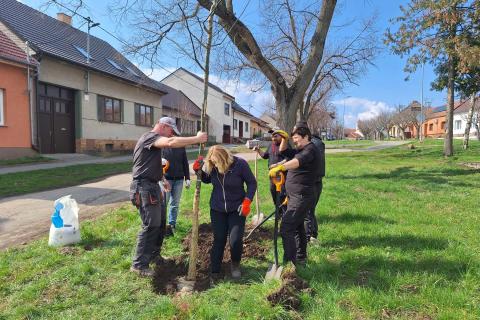 Ilustrační obrázek k prjektu Výsadba u nádraží - Nadace Partnerství